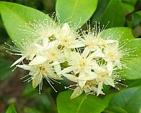 Backhousia myrtifolia - Cinnamon Myrtle
