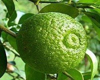 Citrus australis - Gympie Lime